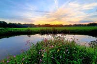 Dinkel in Gronau NRW